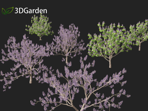 Paulownia tomentosa - Princess tree 3D Model