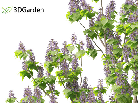 Paulownia tomentosa - Princess tree 3D Model