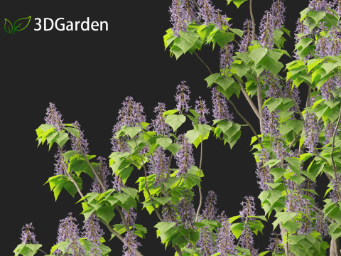 Paulownia tomentosa - Princess tree 3D Model