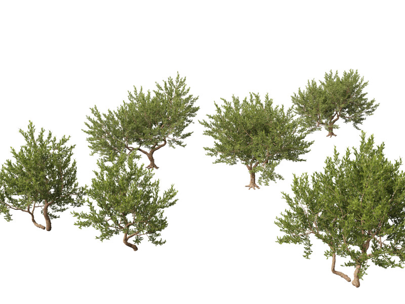 Pistacia lentiscus - Mastic 3D 模型 .c4d .max .obj .3ds .fbx .stl .blend 