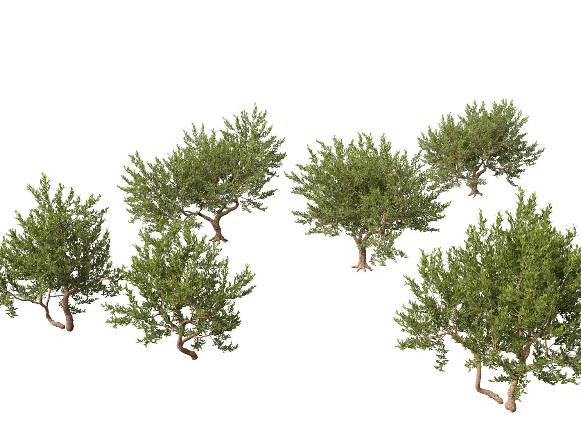 Pistacia lentiscus - Mastic 3D Model .c4d .max .obj .3ds .fbx .stl .blend 
