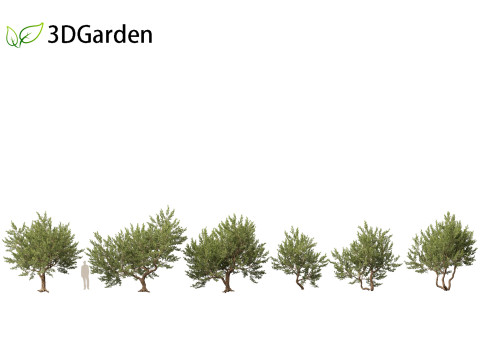 Pistacia lentiscus - Mastic 3D 模型