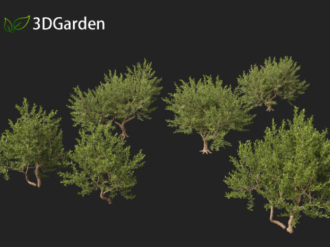 Pistacia lentiscus - Mastic 3D 模型