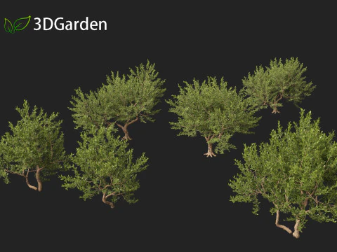 Pistacia lentiscus - Mastic 3D Model
