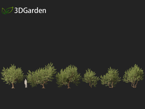 Pistacia lentiscus - Mastic 3D 模型