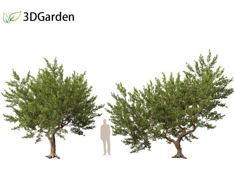 Pistacia lentiscus - Mastic 3D 模型
