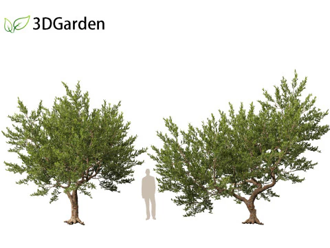 Pistacia lentiscus - Mastic 3D Model