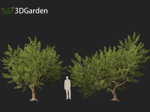 Pistacia lentiscus - Mastic 3D 模型
