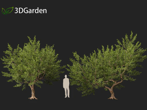 Pistacia lentiscus - Mastic 3D Model