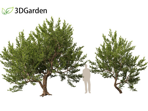 Pistacia lentiscus - Mastic 3D 模型