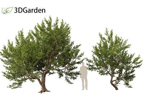Pistacia lentiscus - Mastic 3D Model