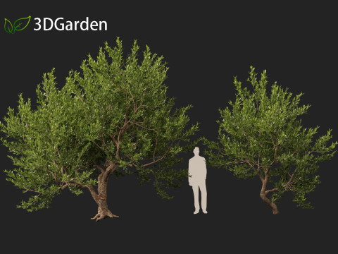 Pistacia lentiscus - Mastic 3D 模型