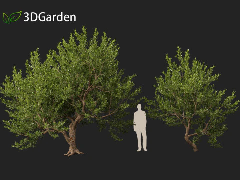 Pistacia lentiscus - Mastic 3D Model