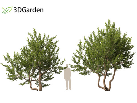 Pistacia lentiscus - Mastic 3D 模型