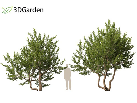Pistacia lentiscus - Mastic 3D Model