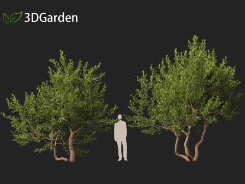 Pistacia lentiscus - Mastic 3D 模型