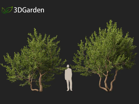 Pistacia lentiscus - Mastic 3D Model