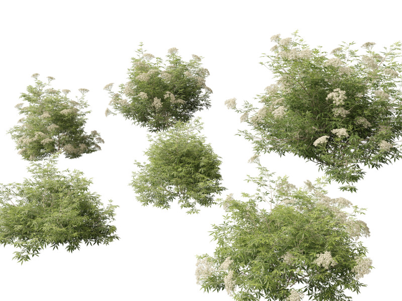 Sambucus nigra - European elder 3D मॉडल .c4d .max .obj .3ds .fbx .stl .blend 