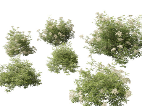 Sambucus nigra - European elder 3D Model