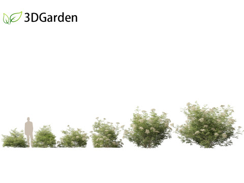 Sambucus nigra - European elder 3D मॉडल