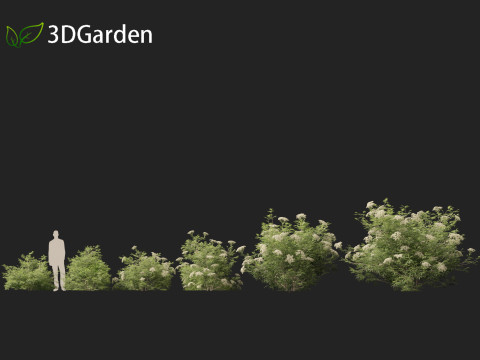 Sambucus nigra - European elder 3D मॉडल