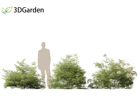 Sambucus nigra - European elder 3D मॉडल