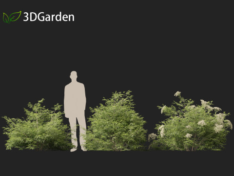 Sambucus nigra - European elder 3D मॉडल