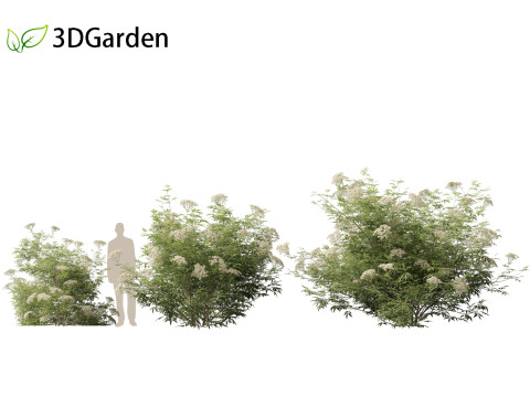 Sambucus nigra - European elder 3D मॉडल