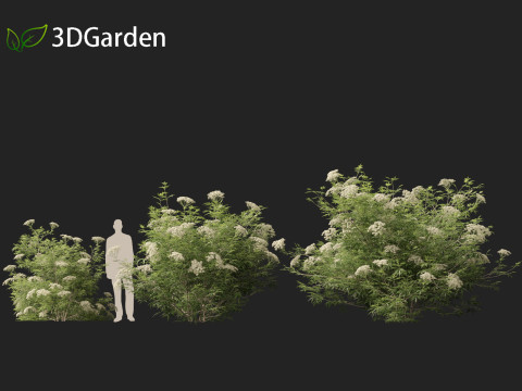 Sambucus nigra - European elder 3D मॉडल