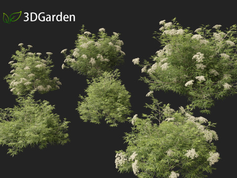 Sambucus nigra - European elder 3D मॉडल