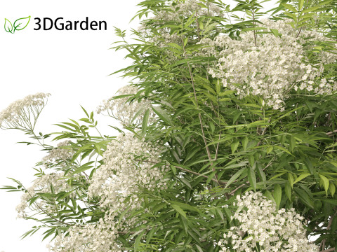 Sambucus nigra - European elder 3D मॉडल