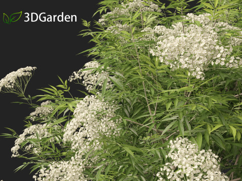 Sambucus nigra - European elder 3D मॉडल