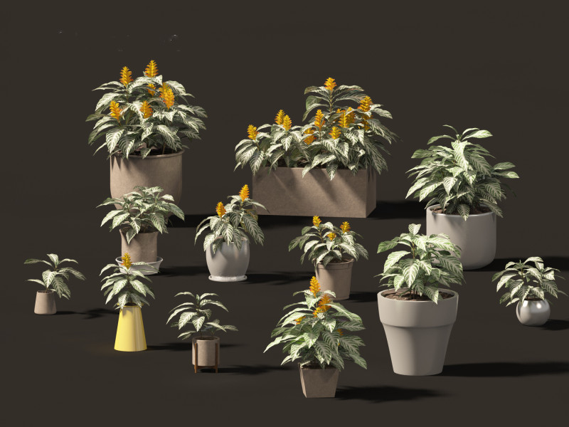 Kudoacanthus albonervosa - Zebra plant 02 3D Model .c4d .max .obj .3ds .fbx .stl .blend 