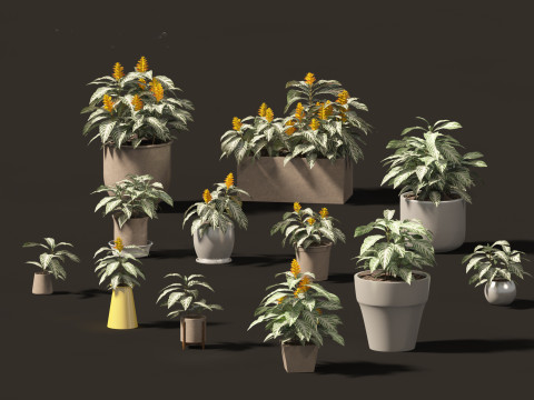 Kudoacanthus albonervosa - Zebra plant 02 3D Model