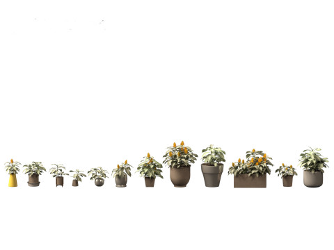Kudoacanthus albonervosa - Zebra plant 02 3D Model