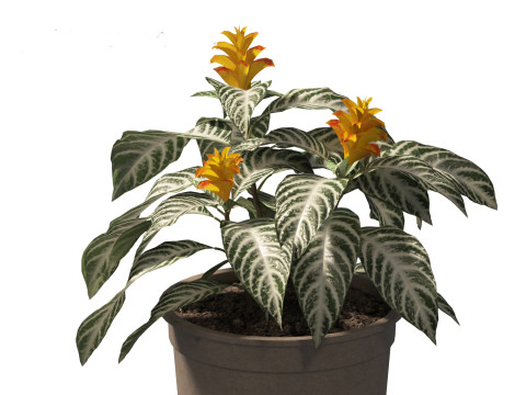Kudoacanthus albonervosa - Zebra plant 02 3D Model