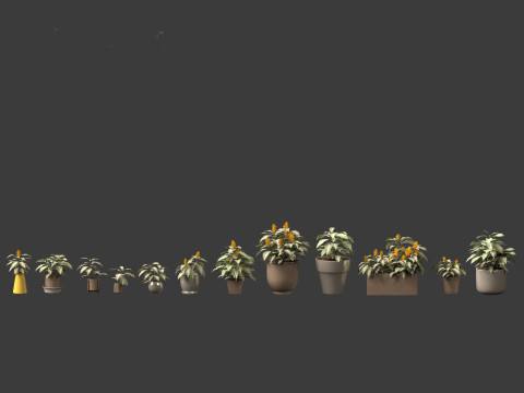 Kudoacanthus albonervosa - Zebra plant 02 3D Model