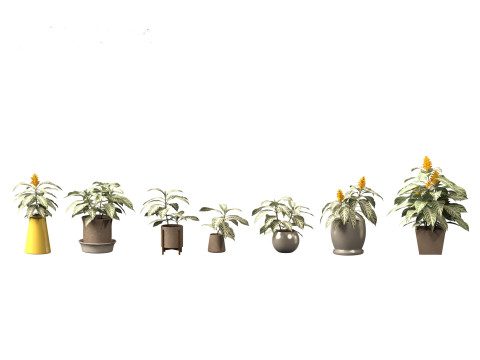 Kudoacanthus albonervosa - Zebra plant 02 3D Model