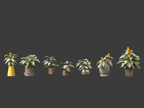 Kudoacanthus albonervosa - Zebra plant 02 3D Model