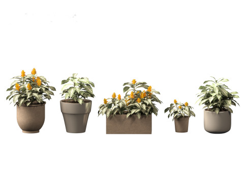 Kudoacanthus albonervosa - Zebra plant 02 3D Model