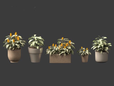 Kudoacanthus albonervosa - Zebra plant 02 3D Model