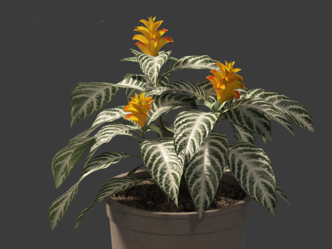 Kudoacanthus albonervosa - Zebra plant 02 3D Model