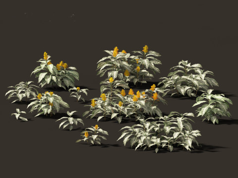Kudoacanthus albonervosa - Zebra plant 01 3D Model
