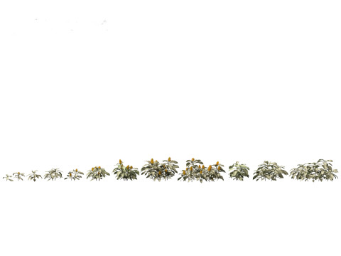Kudoacanthus albonervosa - Zebra plant 01 3D Модель