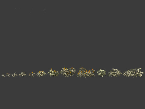 Kudoacanthus albonervosa - Zebra plant 01 3D Модель