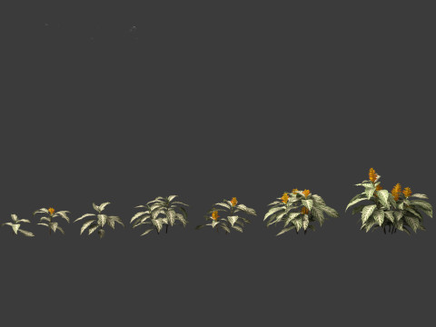 Kudoacanthus albonervosa - Zebra plant 01 3D Модель