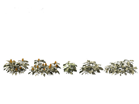 Kudoacanthus albonervosa - Zebra plant 01 3D Модель