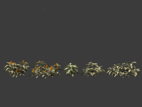 Kudoacanthus albonervosa - Zebra plant 01 3D Модель