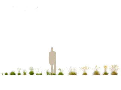 Koeleria macrantha - Prairie junegrass 3D 模型