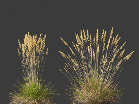 Koeleria macrantha - Prairie junegrass 3D 模型